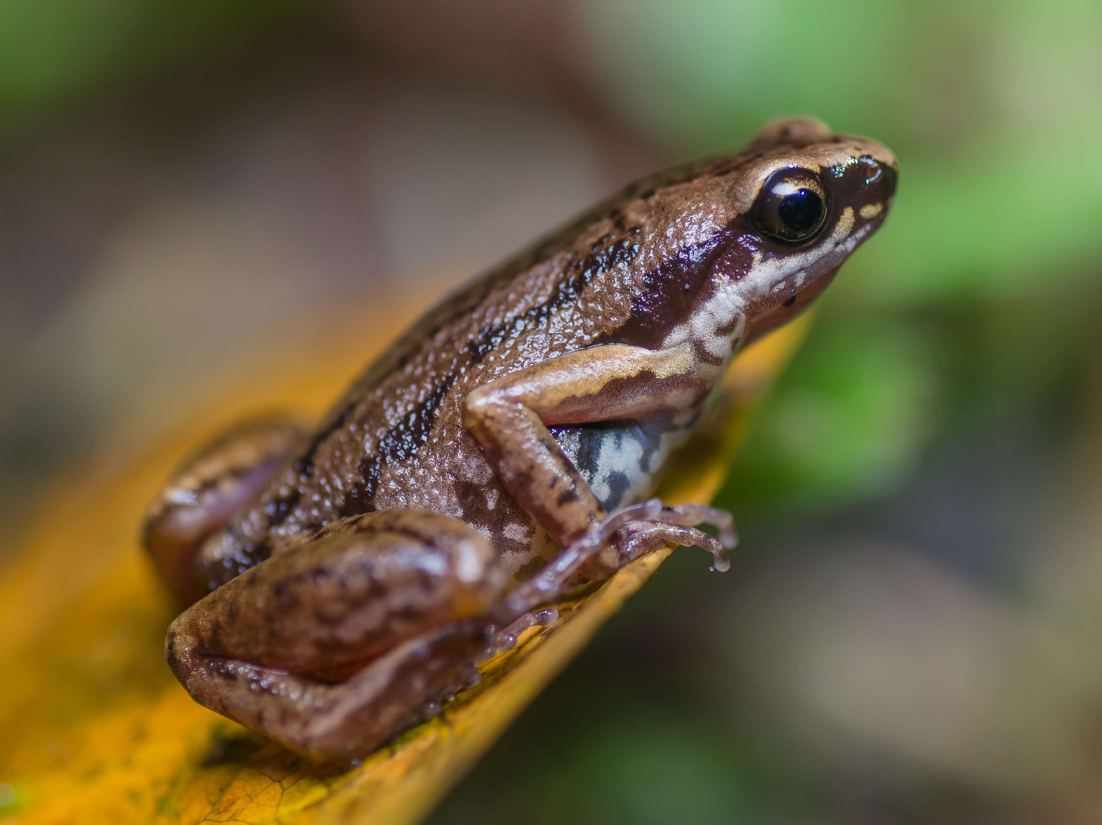 Image of Deli Little Pygmy Frog