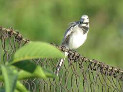 Image of Pied Wagtail and White Wagtail