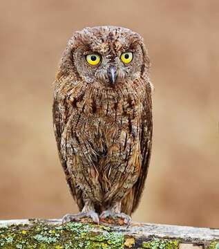 Image of Eurasian Scops Owl