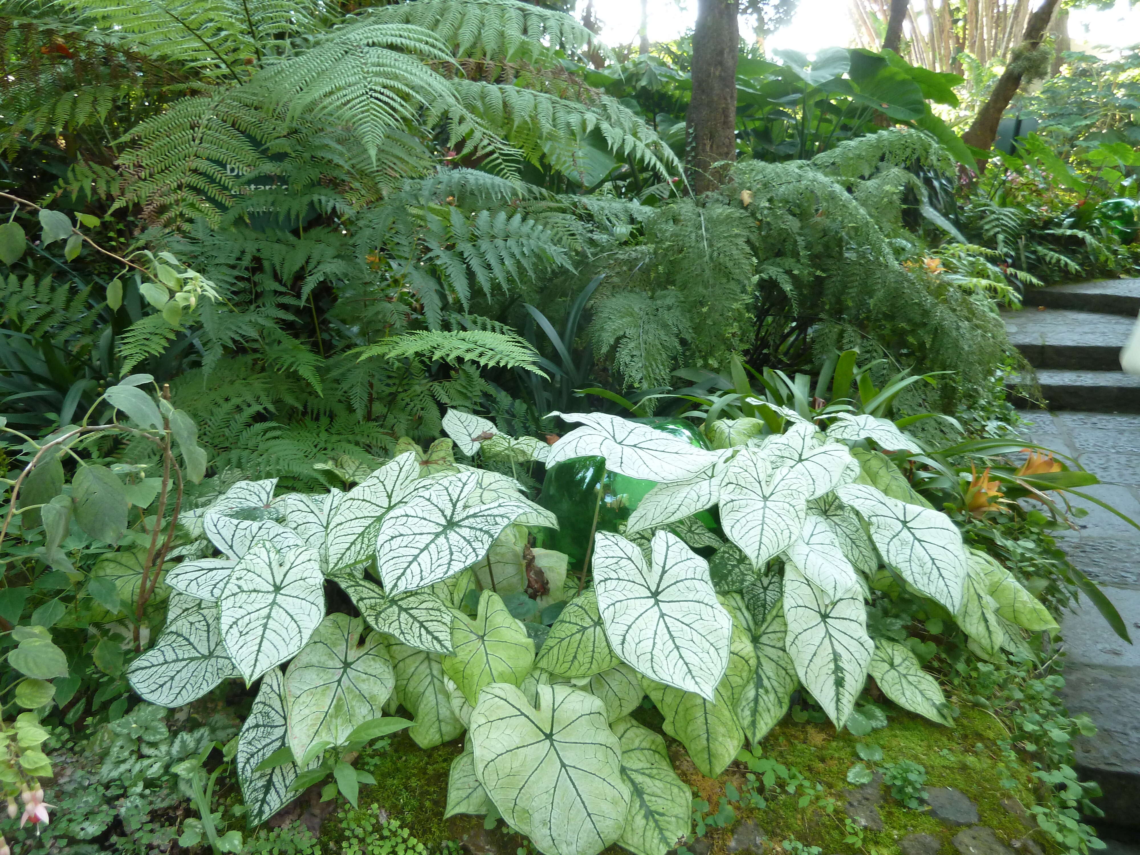 Image of Angel's Wings