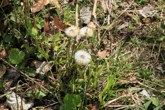 Image of Lungwort