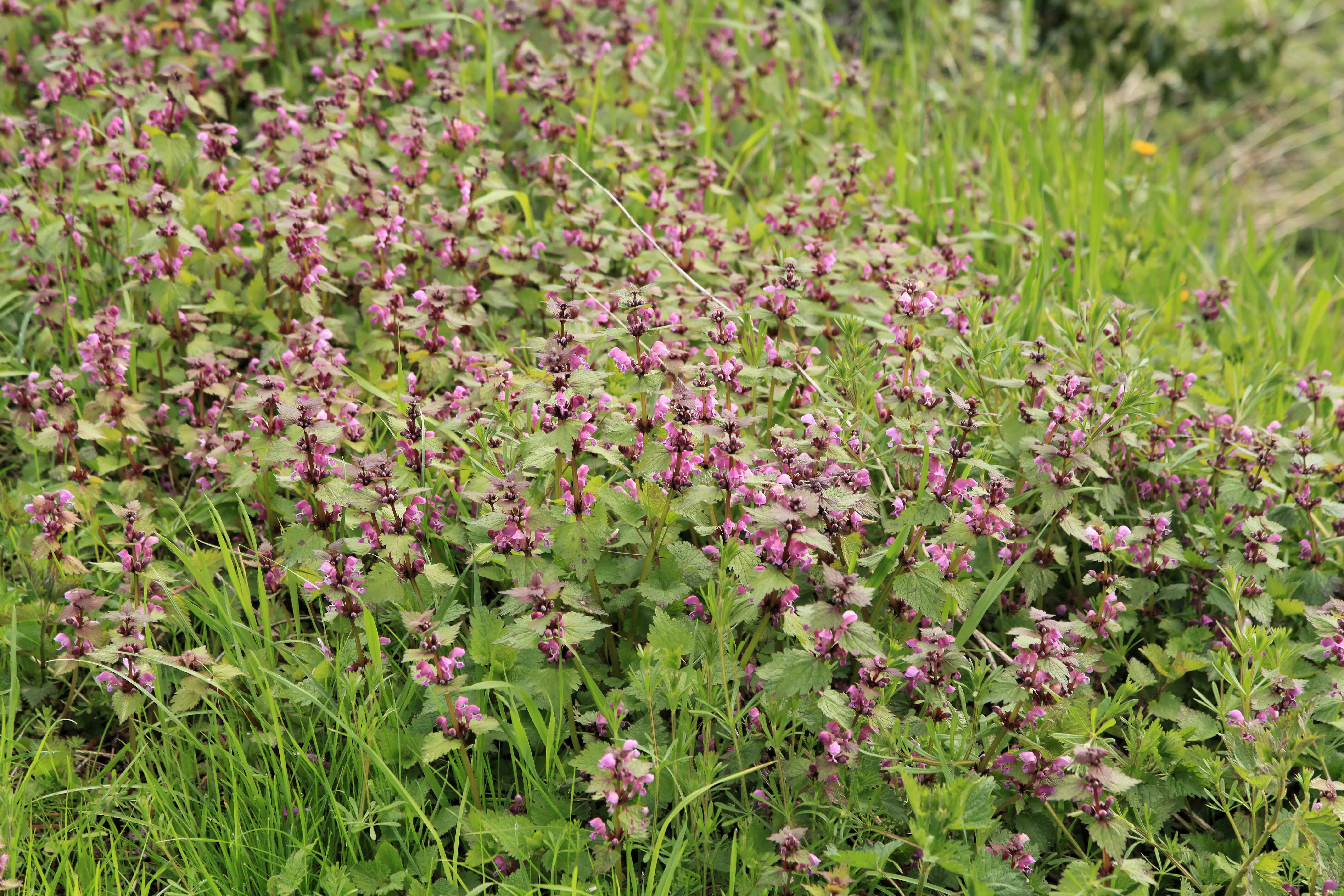 Image of spotted dead-nettle