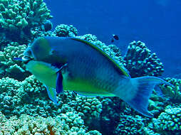 Image of Blunt-head Parrotfish