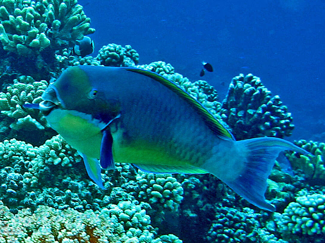 Image of Blunt-head Parrotfish