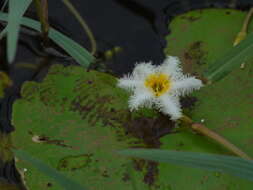 Image of Water-snowflake