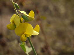 Image de Crotalaria retusa L.