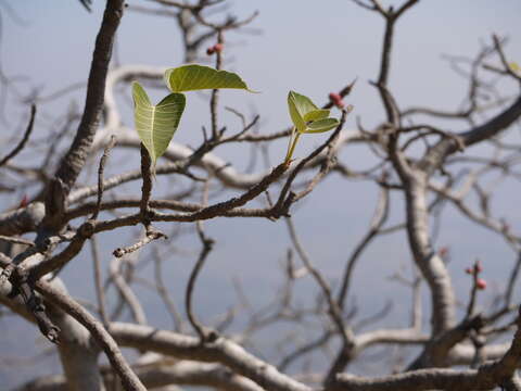 Image of Ficus arnottiana (Miq.) Miq.