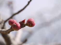 Image of Ficus arnottiana (Miq.) Miq.