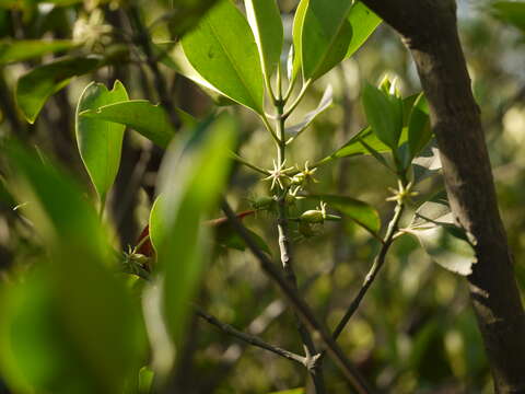 Image of Bruguiera cylindrica (L.) Bl.