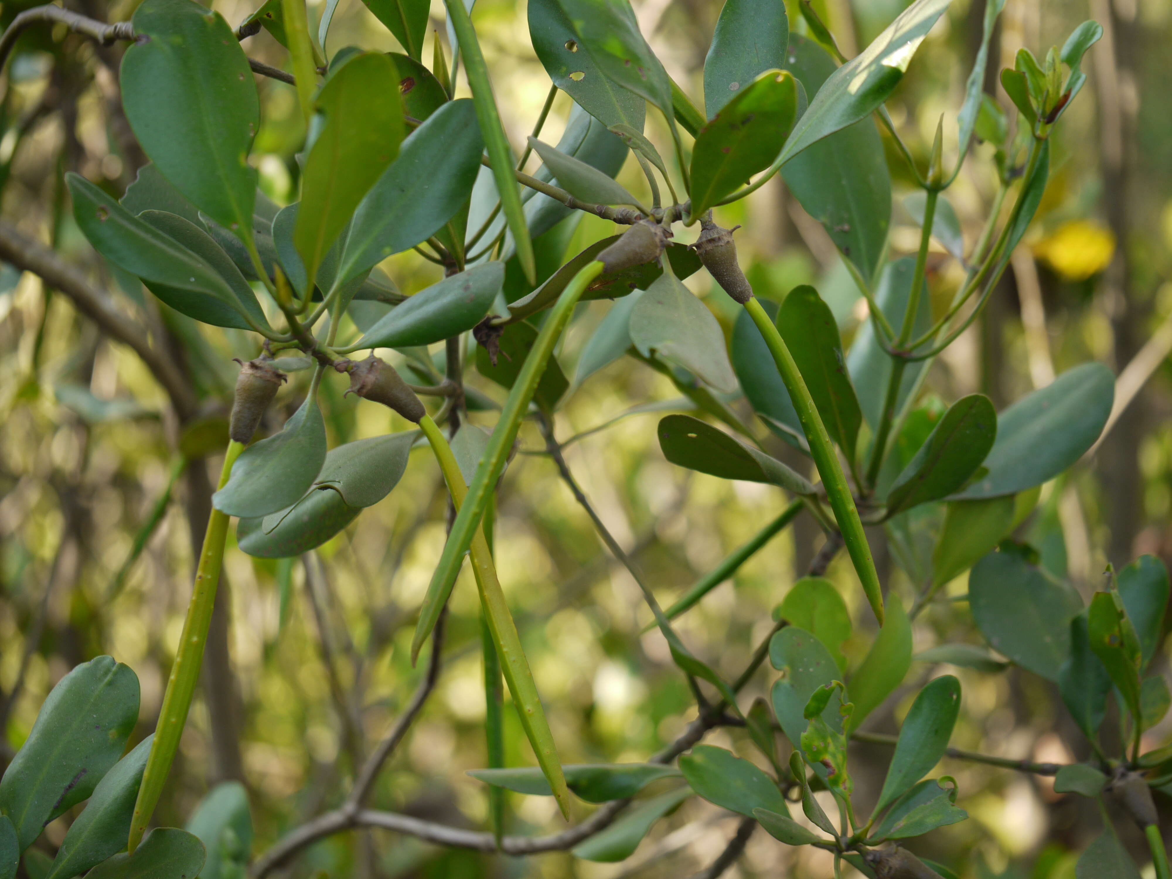 Image of Ceriops tagal