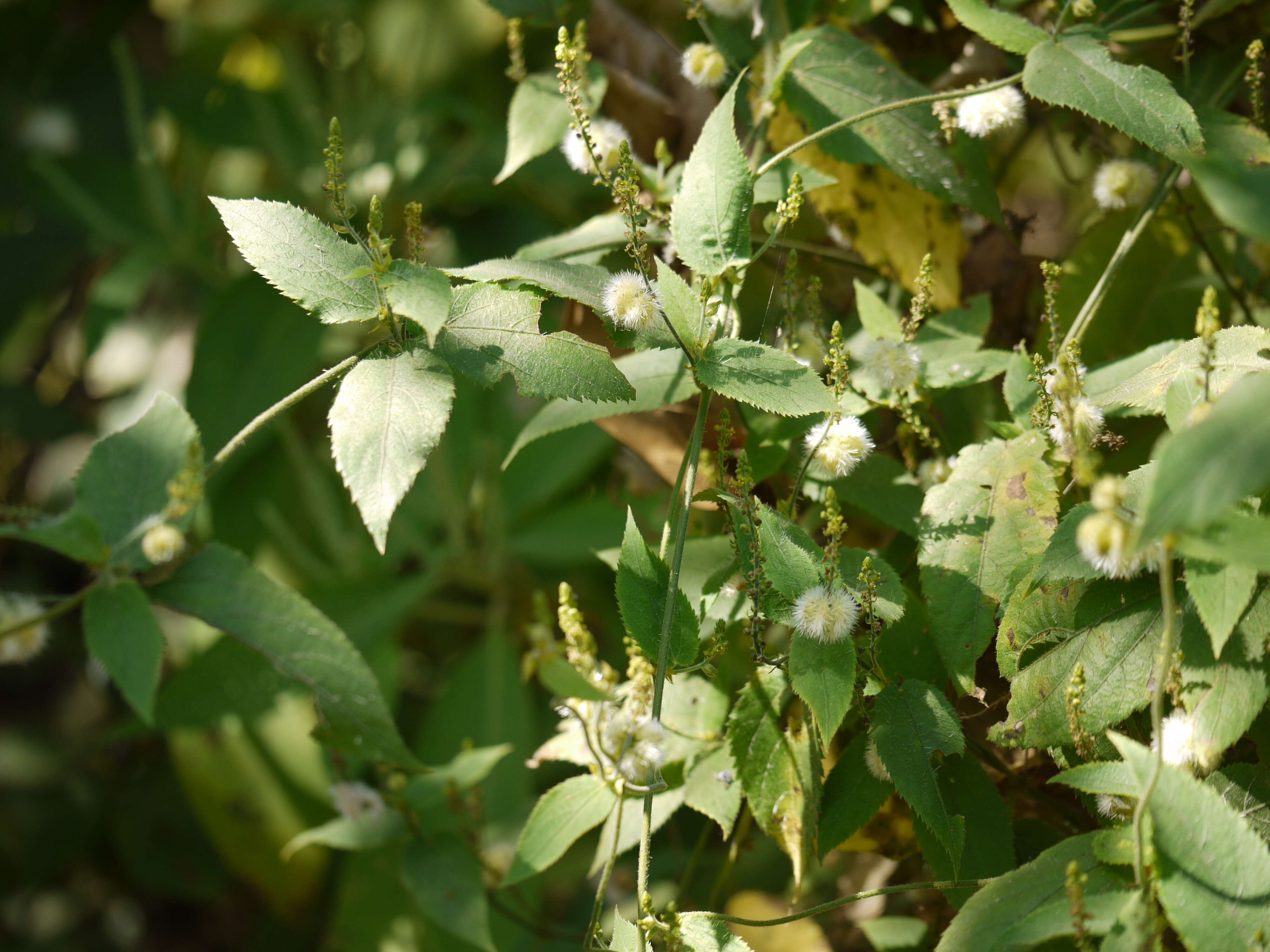 Image of Tragia involucrata L.