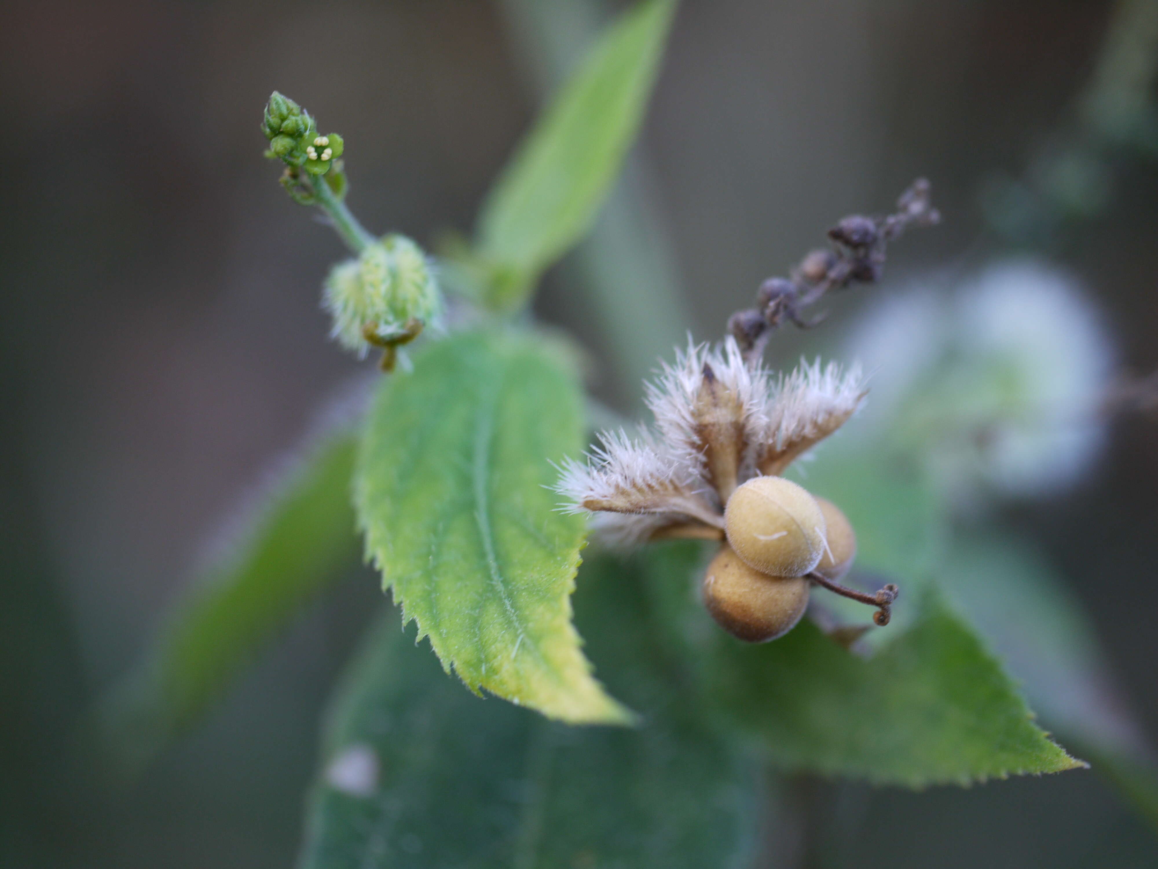 Image of Tragia involucrata L.