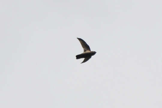 Image of Lesser Antillean Swift