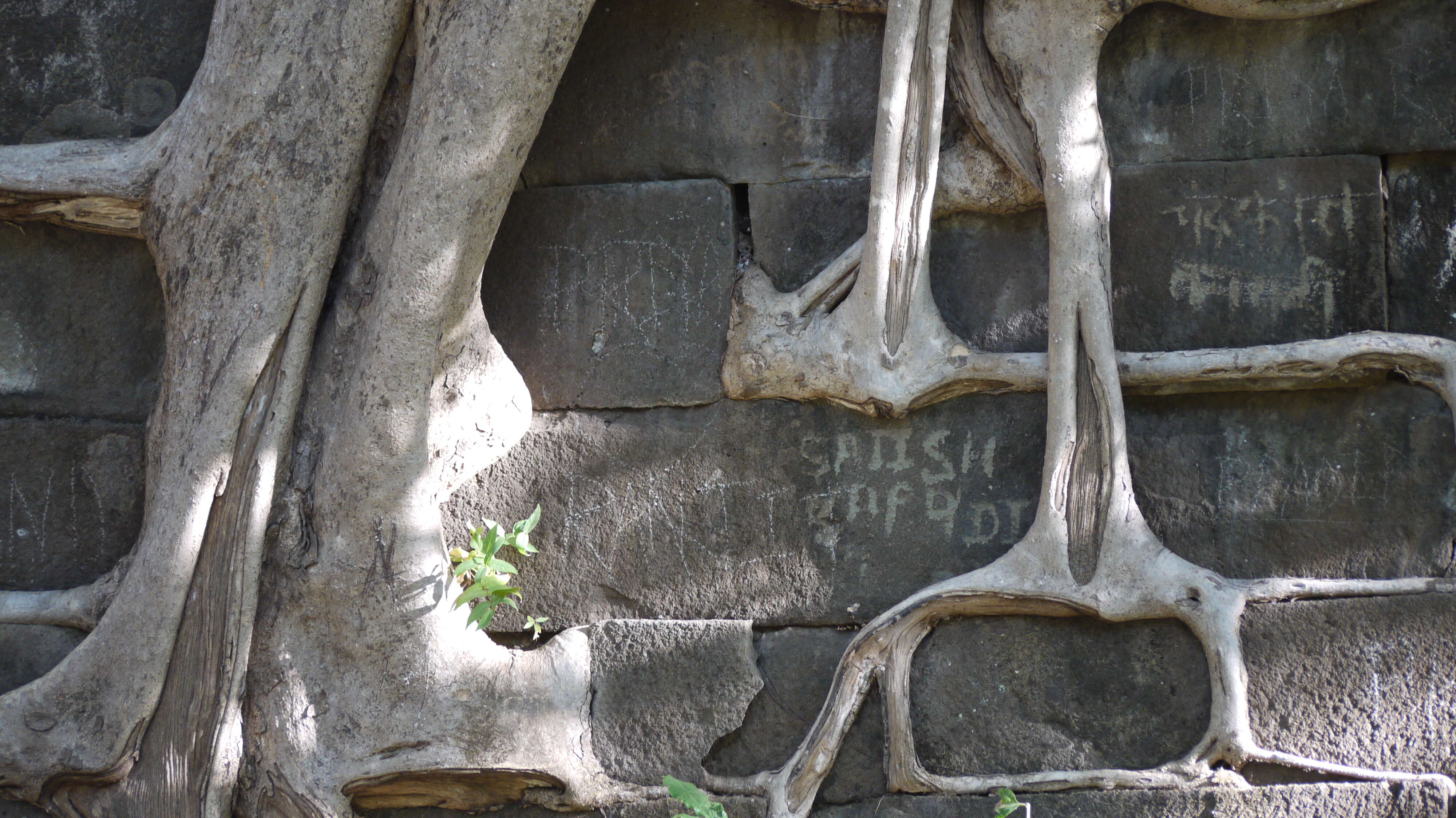 Image of Ficus arnottiana (Miq.) Miq.