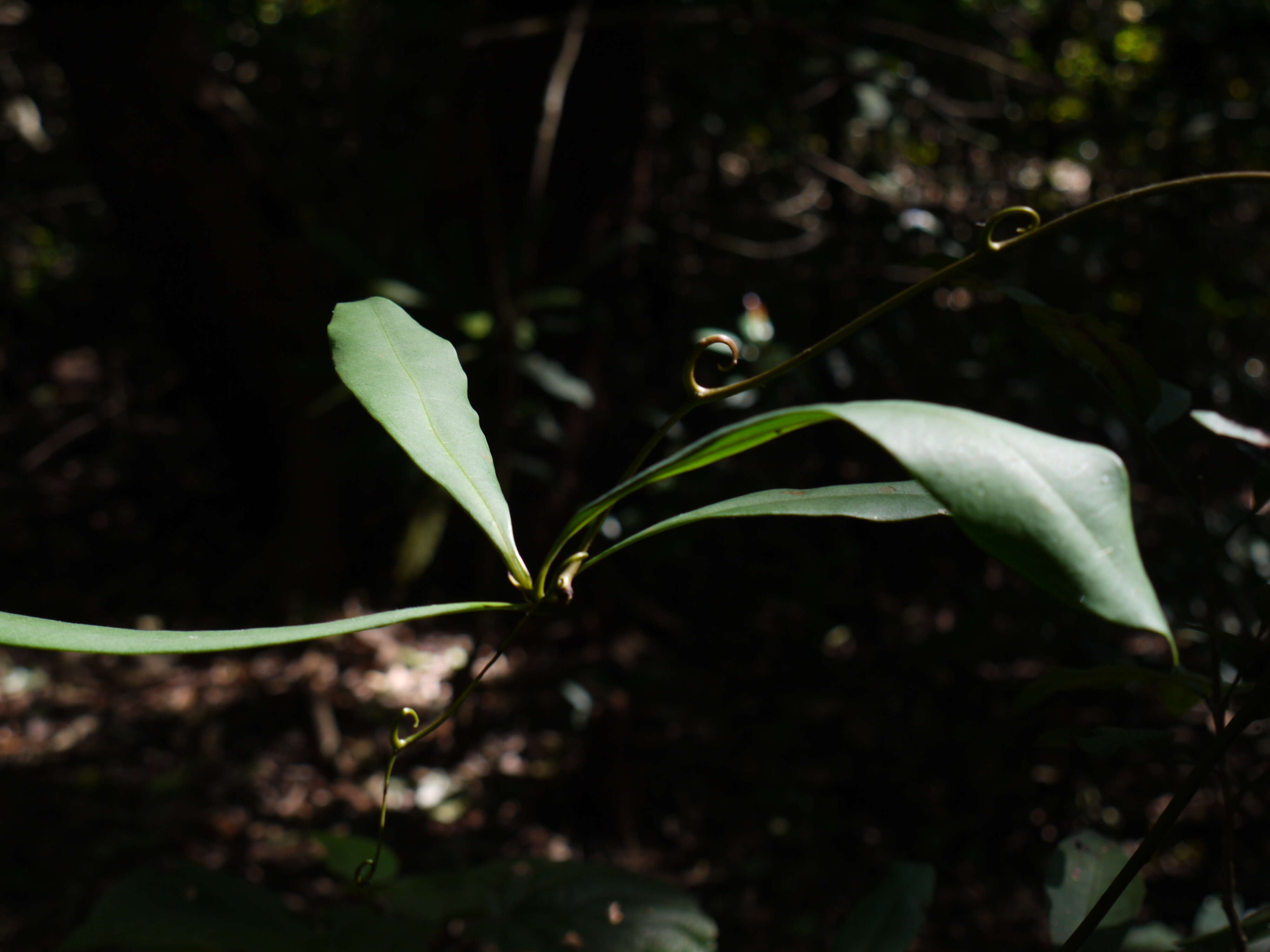 Image of climbing ilang-ilang