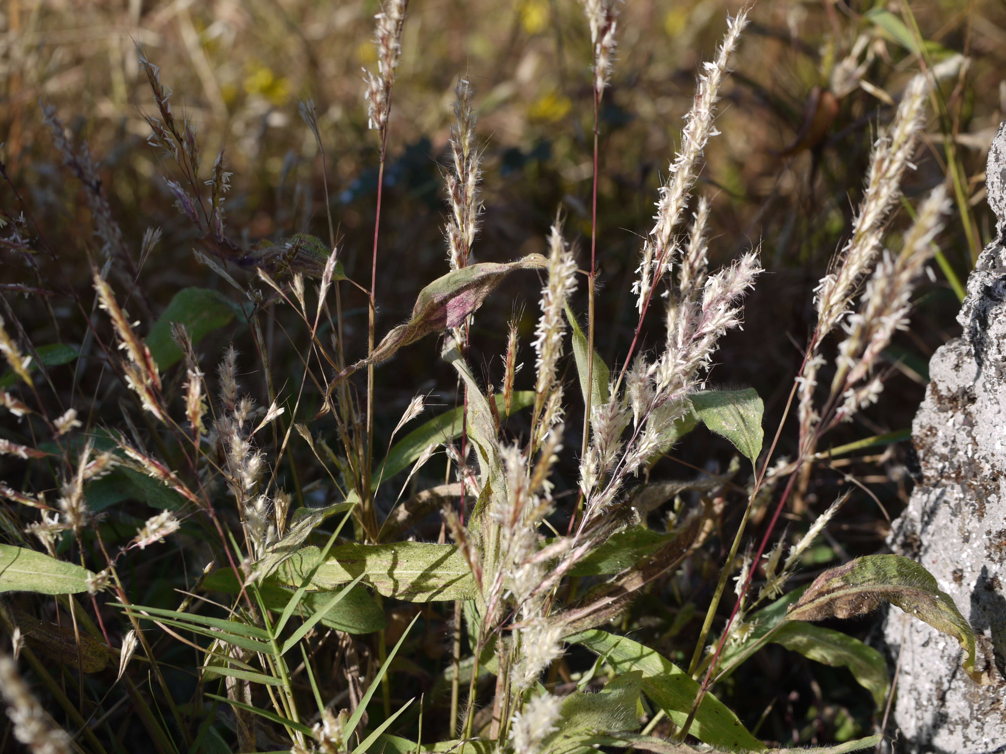 Image of Spodiopogon