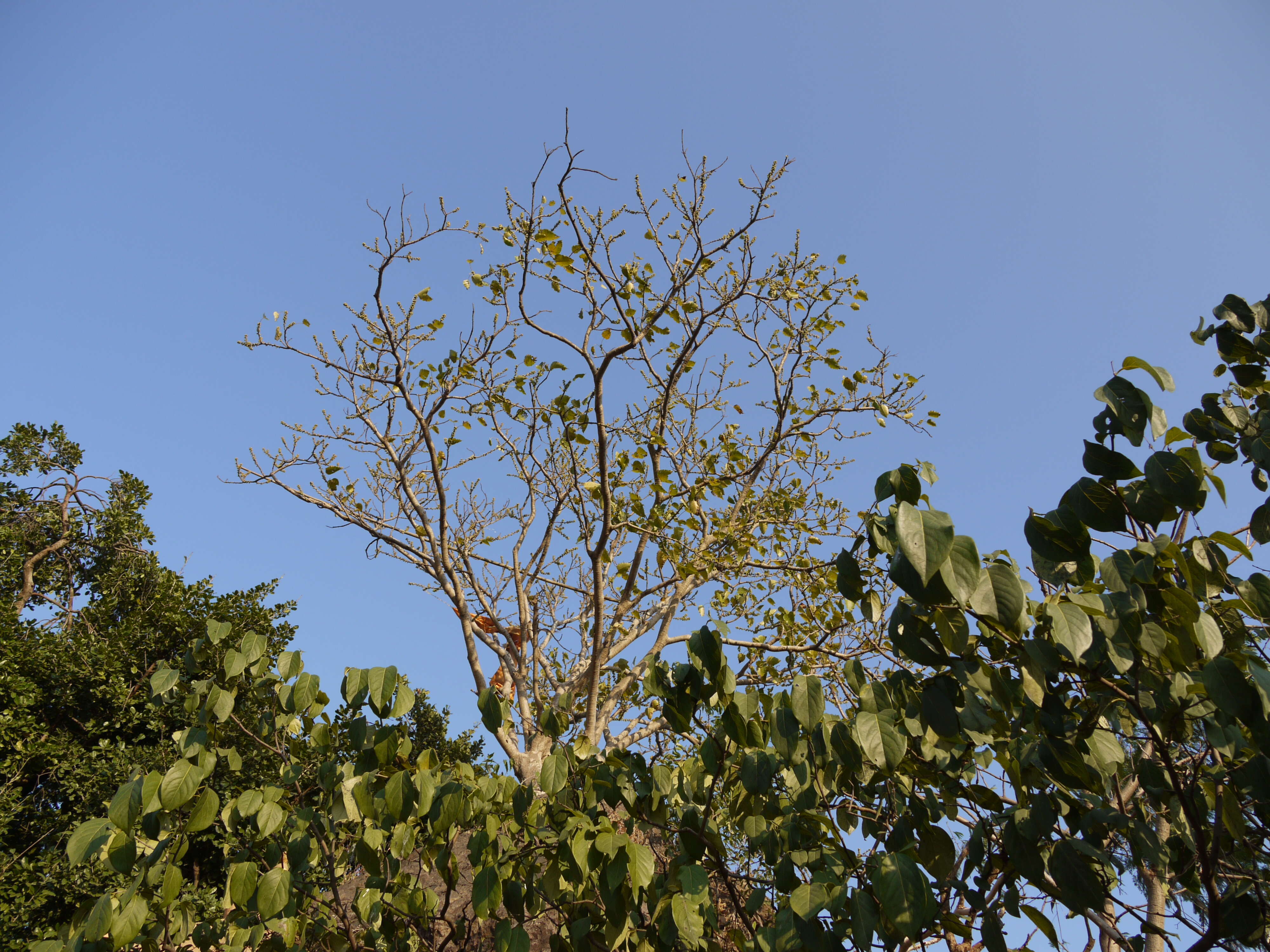 Image of Ficus arnottiana (Miq.) Miq.