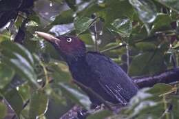 Image of Northern Sooty Woodpecker
