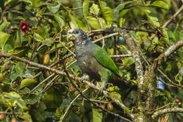 Plancia ëd Pionus seniloides (Massena & Souancé 1854)