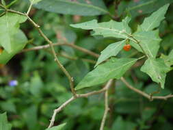Image of Forest bitterberry