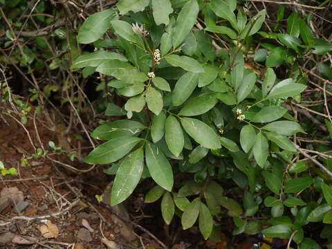 Image of Glycosmis pentaphylla (Retz.) Correa