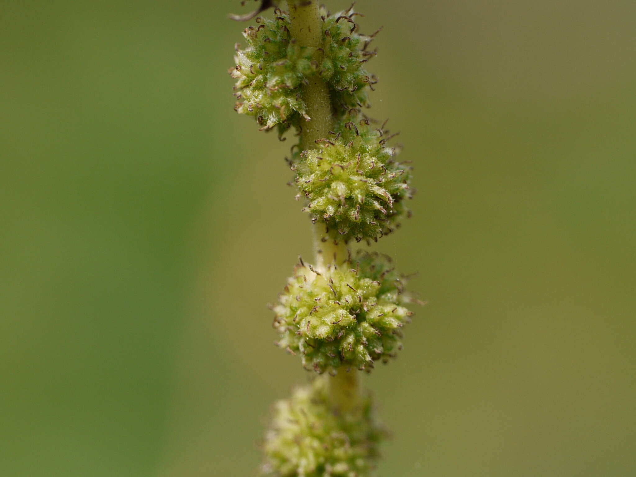 Image of Boehmeria virgata var. macrostachya (Wight) Friis & Wilmot-Dear