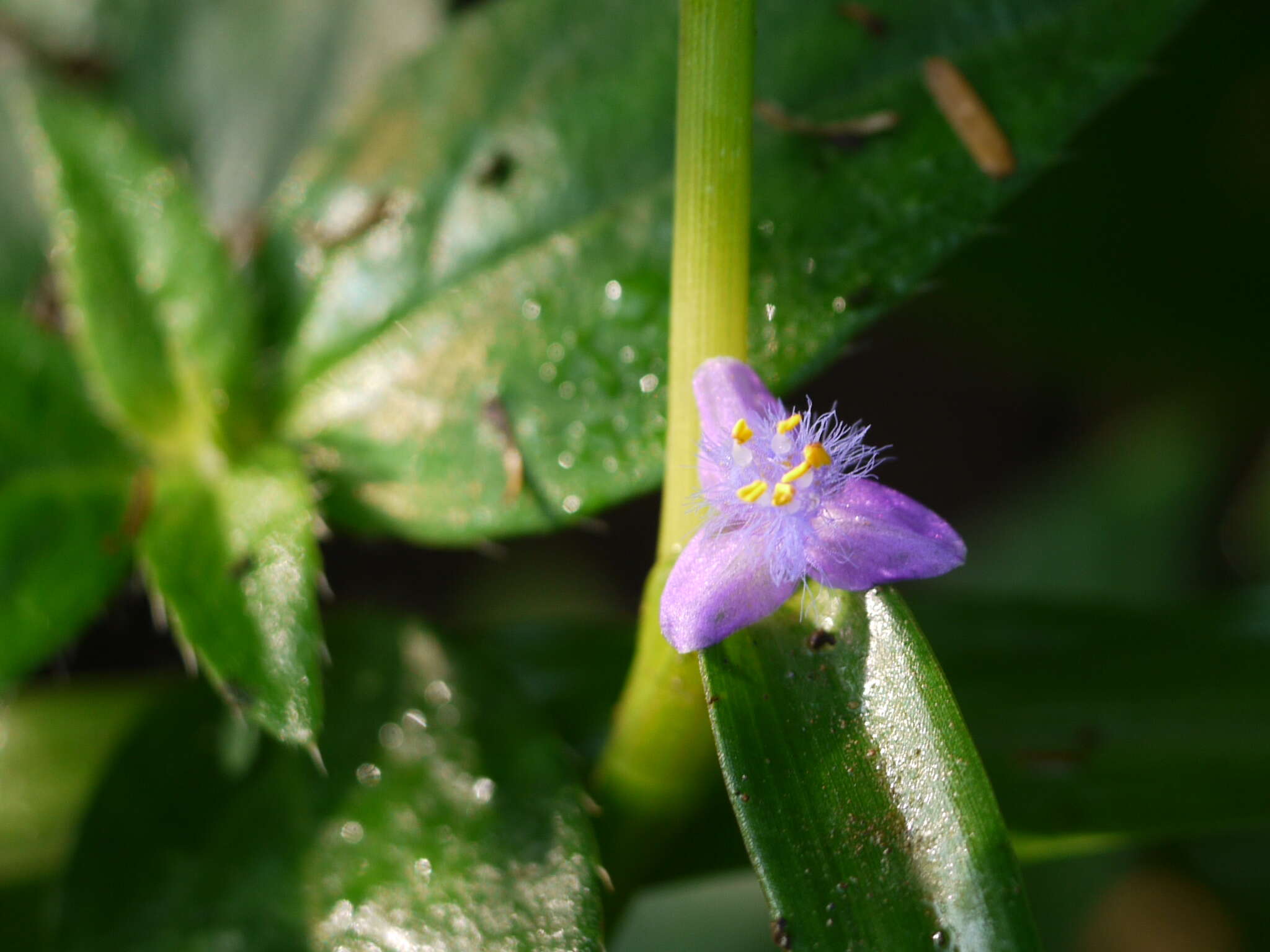 Image of Cyanotis axillaris (L.) D. Don ex Sweet