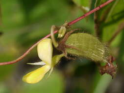 Image of showy pigeonpea