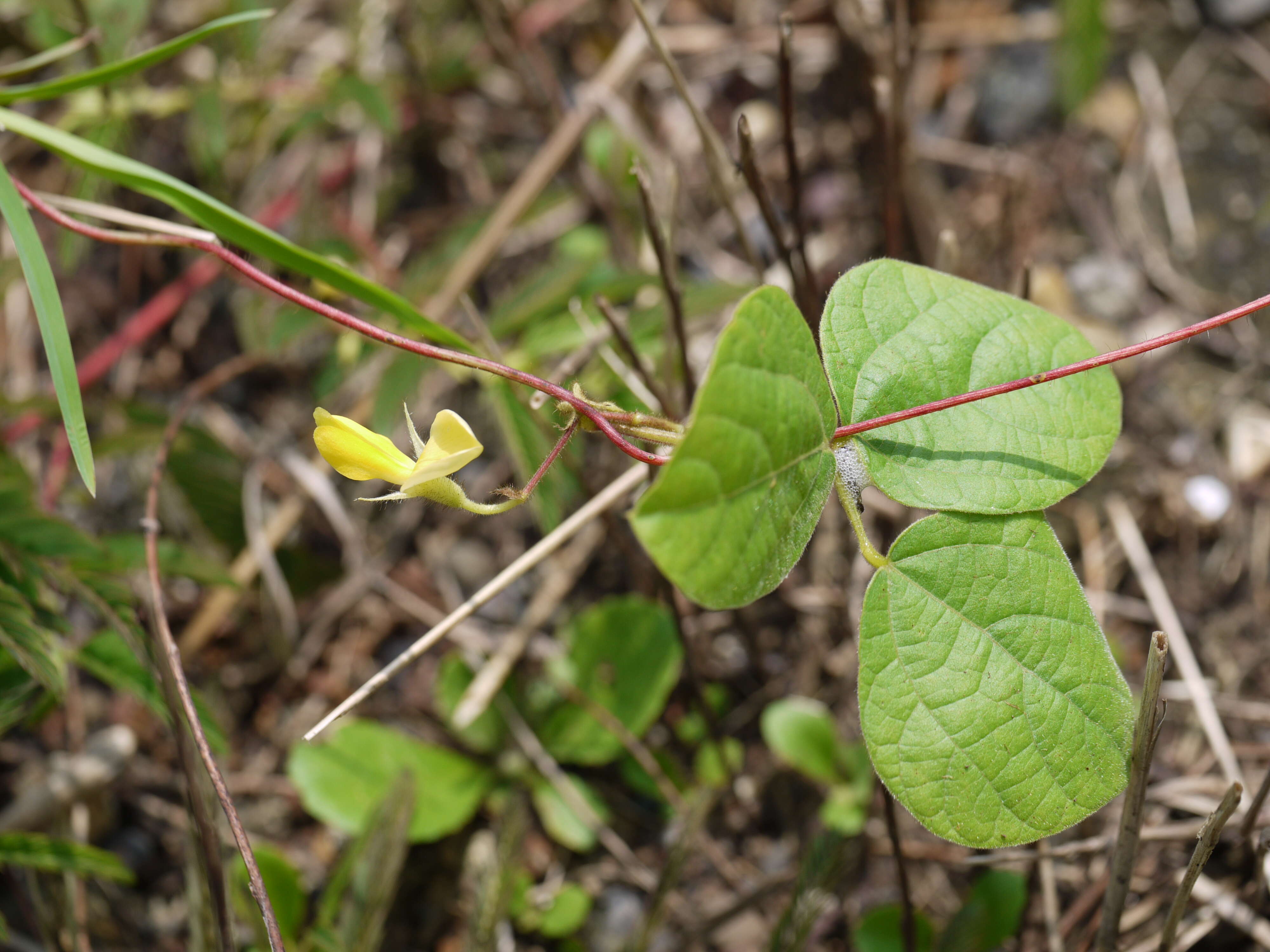 Image of showy pigeonpea