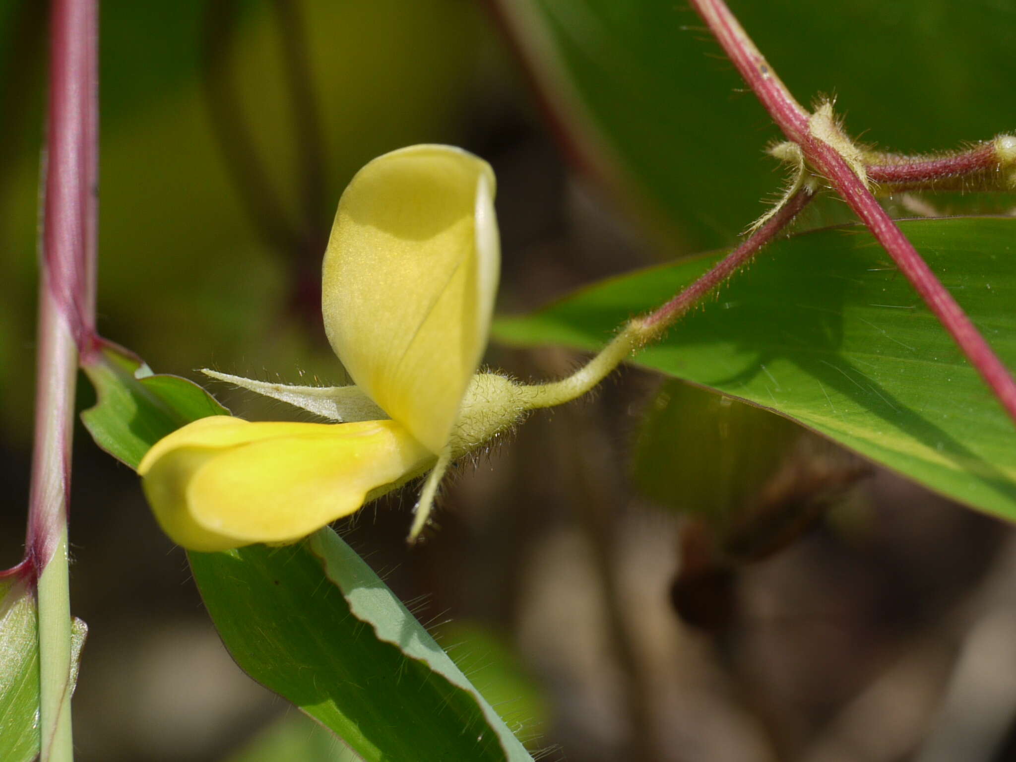 Image of showy pigeonpea