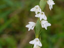 Image of Habenaria heyneana Lindl.