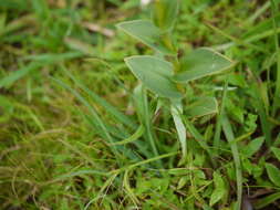 Image de Habenaria heyneana Lindl.