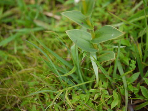 Слика од Habenaria heyneana Lindl.