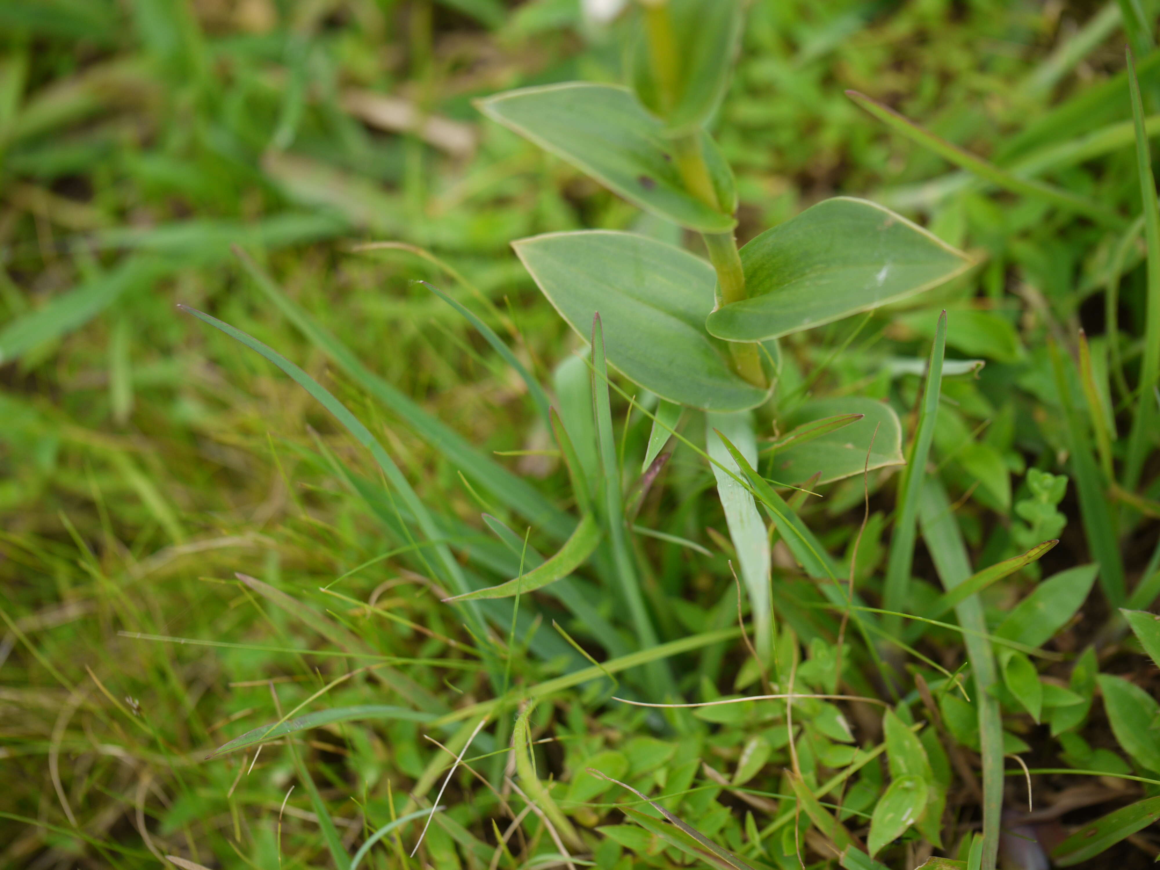 Image de Habenaria heyneana Lindl.