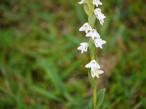 Слика од Habenaria heyneana Lindl.