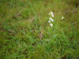 Image de Habenaria heyneana Lindl.