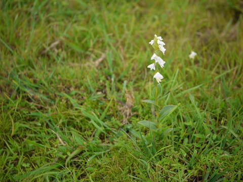 Слика од Habenaria heyneana Lindl.