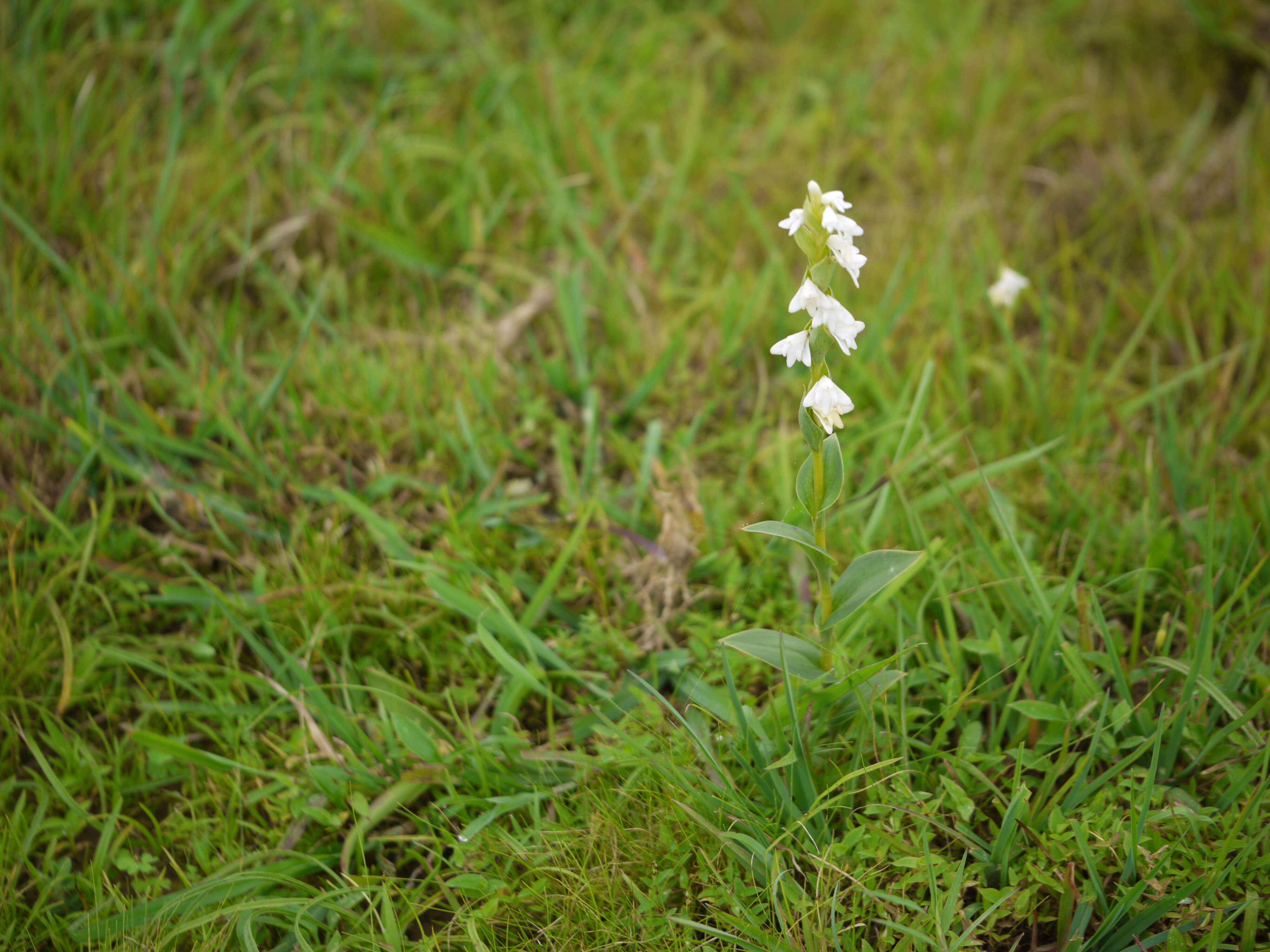 Image of Habenaria heyneana Lindl.