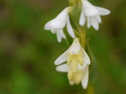 Image of Habenaria heyneana Lindl.