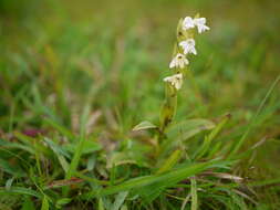 Image of Habenaria heyneana Lindl.