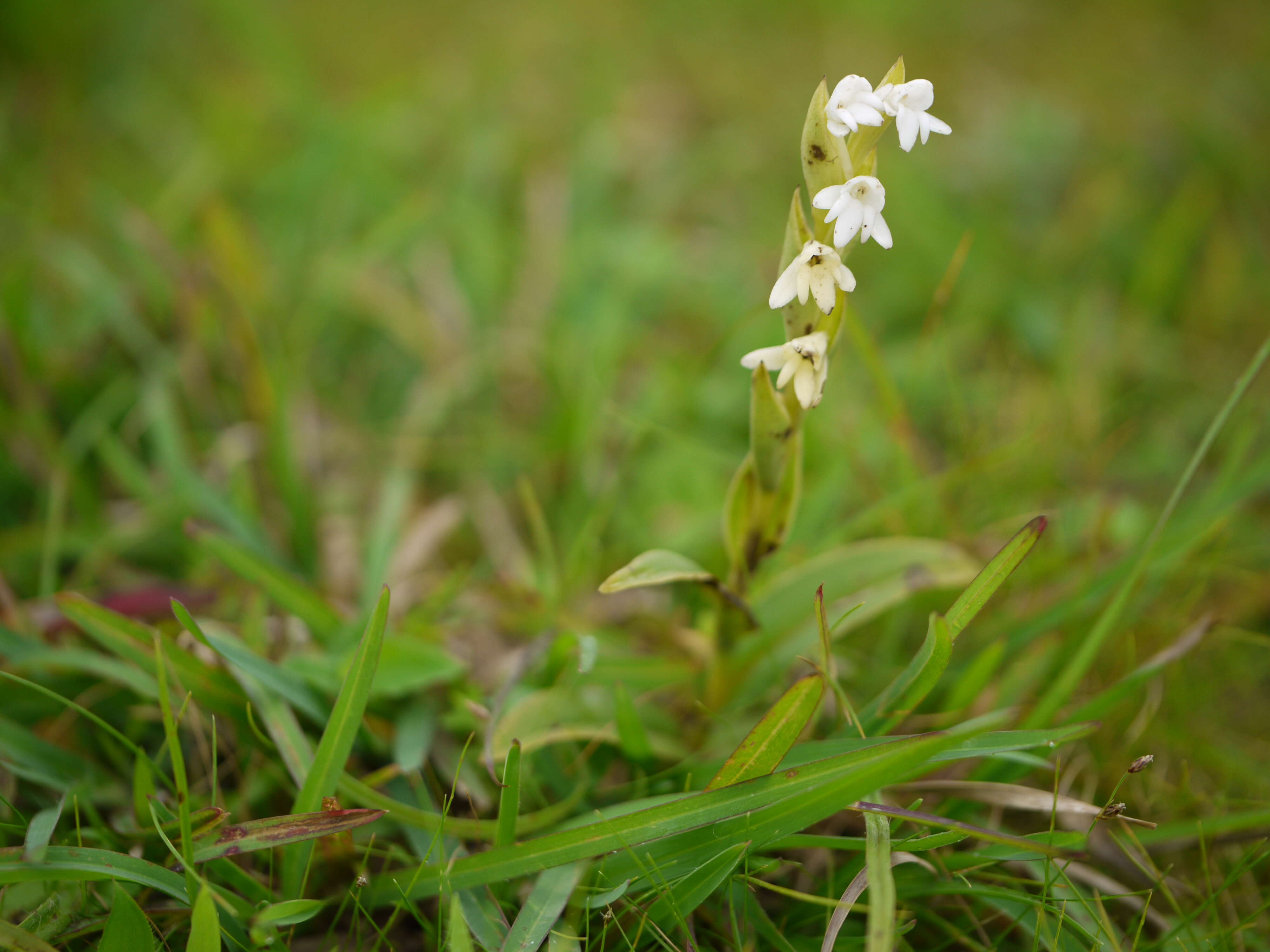 Image de Habenaria heyneana Lindl.