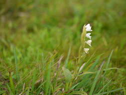 Image de Habenaria heyneana Lindl.