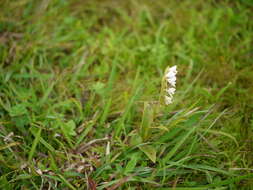 Image de Habenaria heyneana Lindl.