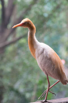 Image of Eastern Cattle Egret