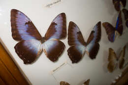 صورة Morpho cisseis Felder 1860