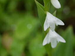 Image of Habenaria heyneana Lindl.