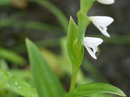 Image of Habenaria heyneana Lindl.