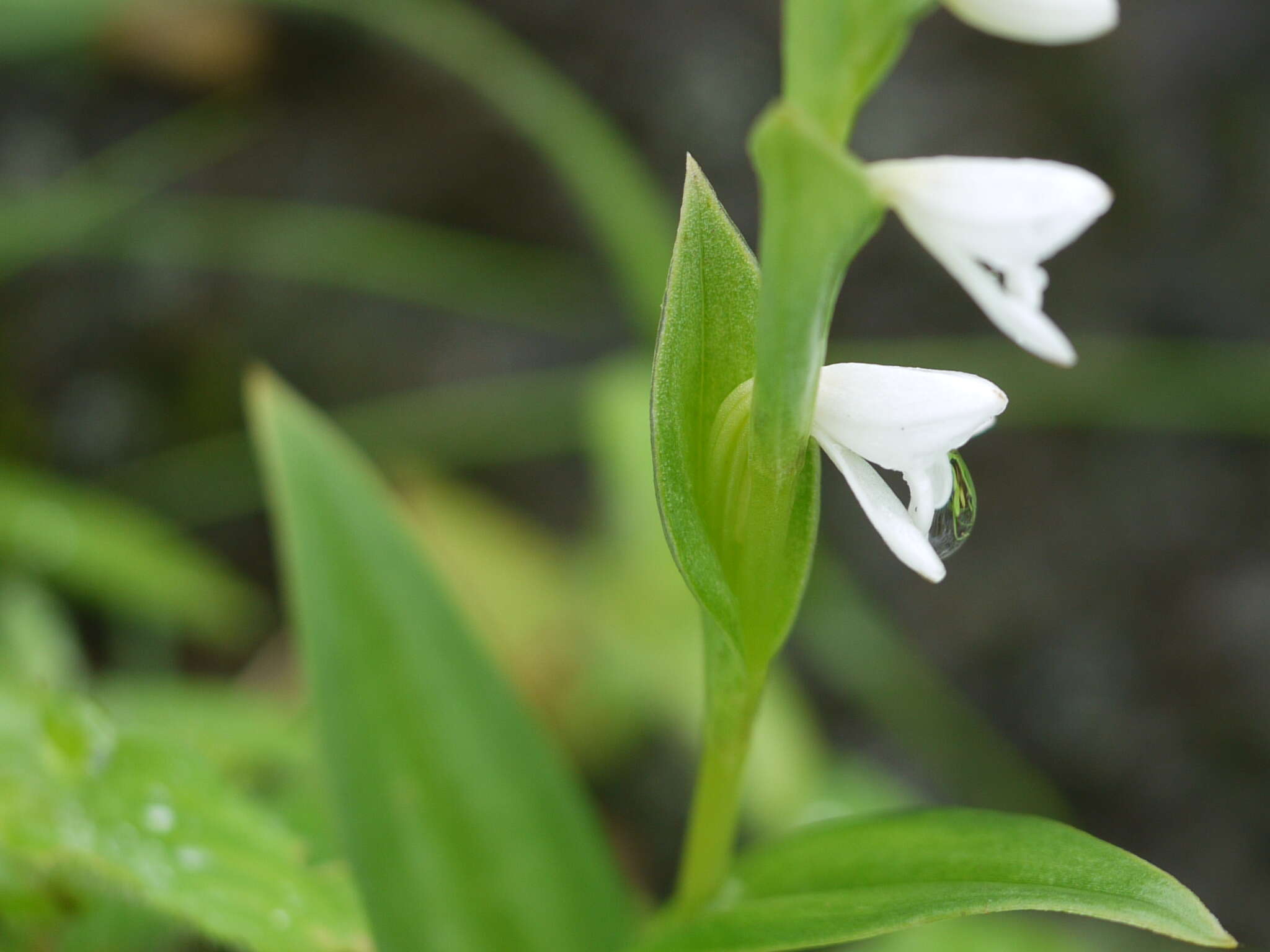 Image of Habenaria heyneana Lindl.