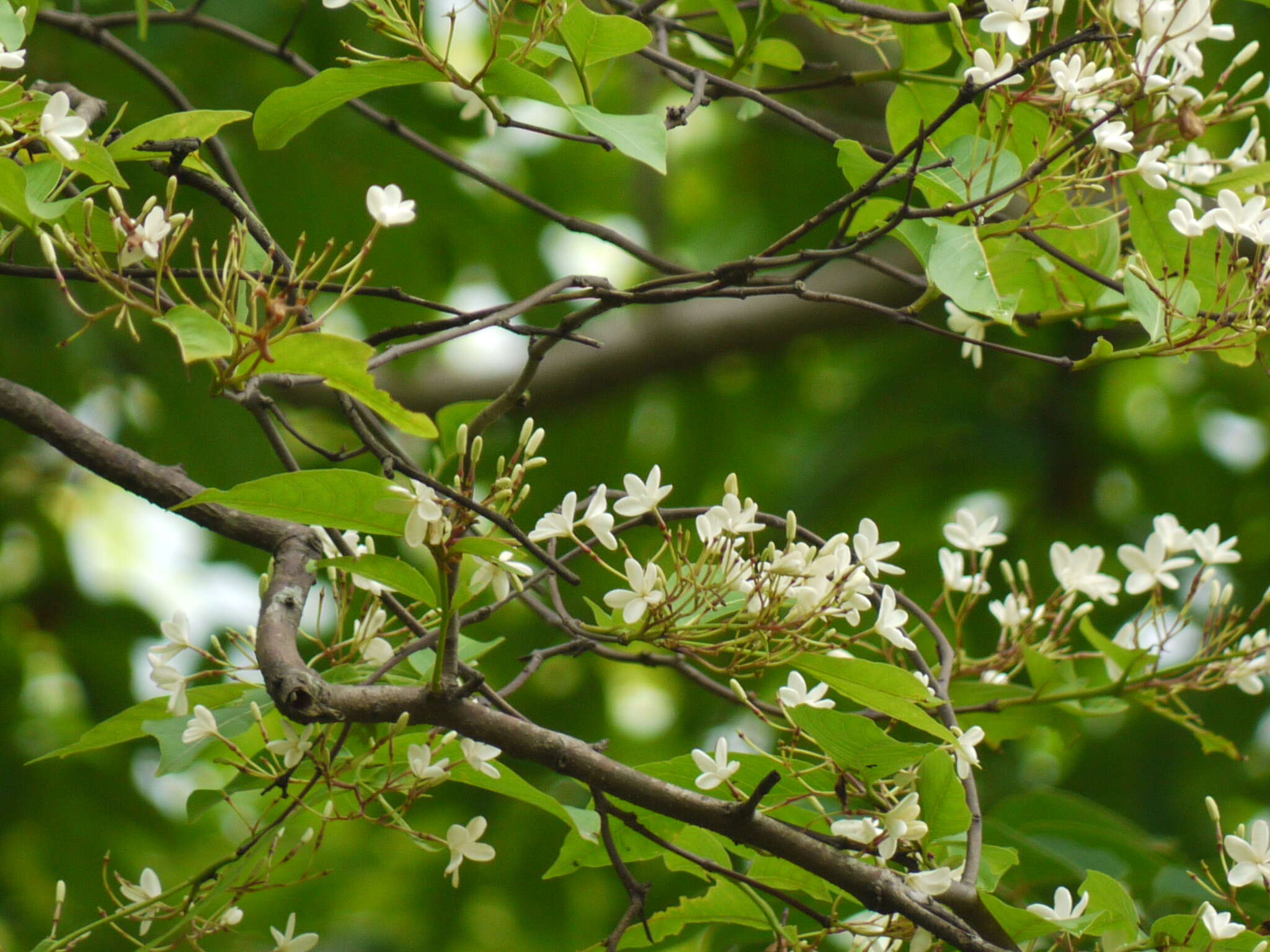 Image of Bitter Oleander