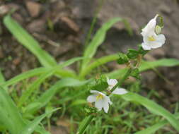 Image of Chlorophytum tuberosum (Roxb.) Baker